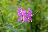 Fireweed Arcadia NP August 2021